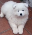 /album/fotogaleria/fotos-samoyedo-cachorros-6-jpg/
